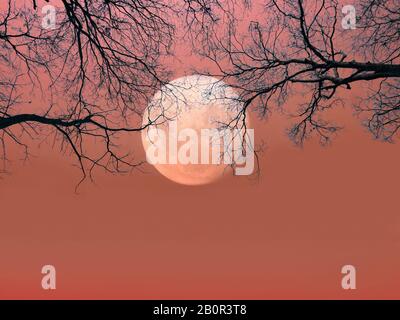 Halloween Hintergrund. Gruseliger Wald mit Silhouette tote Bäume und Vollmond am roten Himmel. Gruselige Szene-Tapete mit Kopierraum für halloween Backgroun Stockfoto