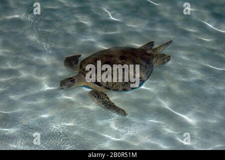 Grüne Schildkröte, Chelonia mydas, schwimmt im seichten Sand, Kapalai Dive Resort, Malaysia Stockfoto