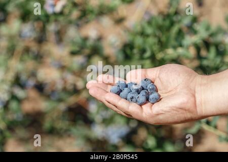 Die Hand des Mannes voller frisch gepflückter Blaubeeren auf einem Bauernhof Stockfoto