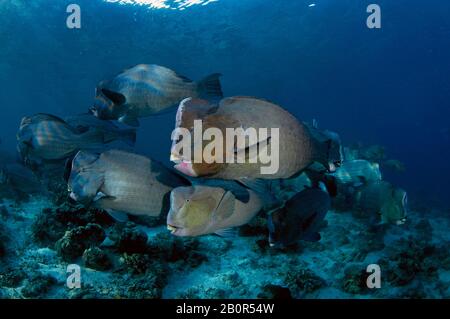 Aggregation von Bumphead Parrotfish, Bolbometopon muricatum, schwimmt in einem Korallenriffe auf Sipadan Island, Malaysia Stockfoto