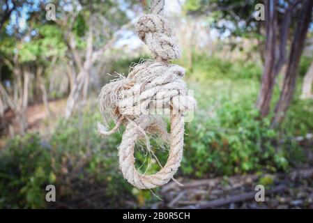 Am Baum oder am Selbstmordseil hängender Seilschleifenknoten/Schlinge Stockfoto