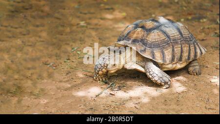 Afrikanische Schildkrötenwanderungen/Nahaufnahme Stockfoto