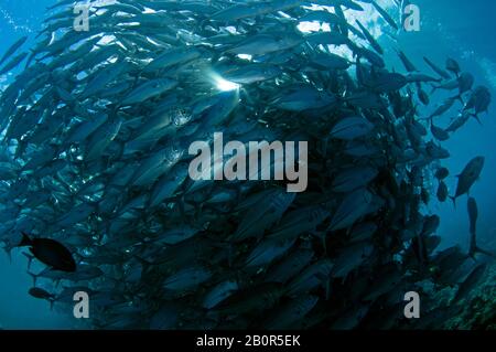 Baitball of Schooling bigeye trevallies, Caranx sexfasciatus, Sipadan Island, Malaysia Stockfoto