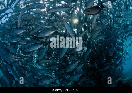 Baitball of Schooling bigeye trevallies, Caranx sexfasciatus, Sipadan Island, Malaysia Stockfoto