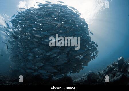 Baitball of Schooling bigeye trevallies, Caranx sexfasciatus, Sipadan Island, Malaysia Stockfoto