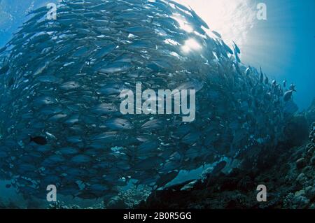 Baitball of Schooling bigeye trevallies, Caranx sexfasciatus, Sipadan Island, Malaysia Stockfoto