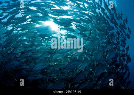 Baitball of Schooling bigeye trevallies, Caranx sexfasciatus, Sipadan Island, Malaysia Stockfoto