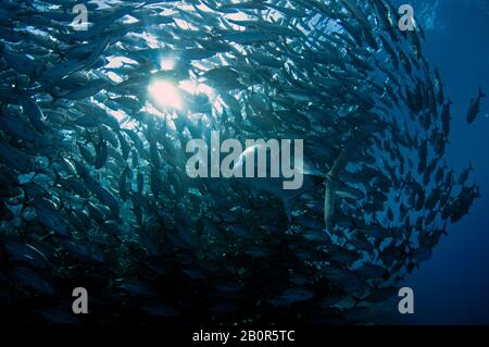 Der riesige Trevally, Caranx ignobilis, schwimmt inmitten eines Baitballs mit bigauge Trevallies, Caranx sexfasciatus, Sipadan Island, Malaysia Stockfoto