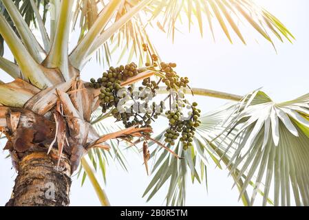 Palmenobst auf Baum im Garten an hellem Tag und blauem Himmel Hintergrund / tropisches Pflanzenpalmenfeld Stockfoto