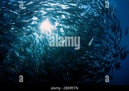 Der riesige Trevally, Caranx ignobilis, schwimmt inmitten eines Baitballs mit bigauge Trevallies, Caranx sexfasciatus, Sipadan Island, Malaysia Stockfoto