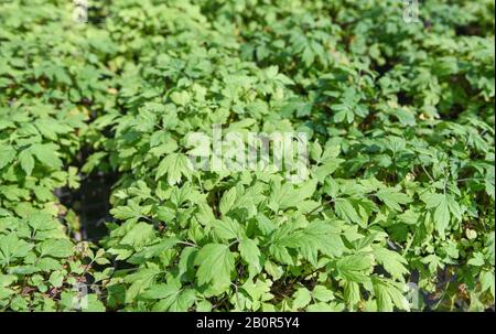 Weiß Beifuß Blätter grün für Kraut pflanzliche Nahrung Natur im Garten/Artemisia lactiflora Stockfoto