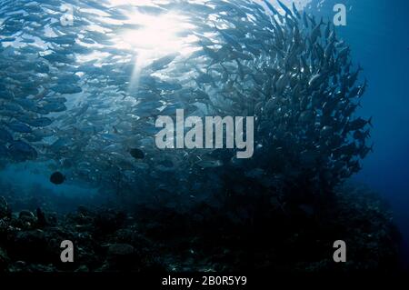 Baitball of Schooling bigeye trevallies, Caranx sexfasciatus, Sipadan Island, Malaysia Stockfoto
