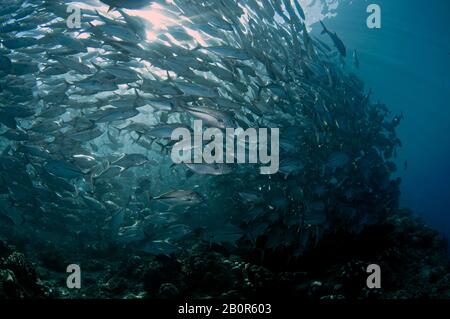 Baitball of Schooling bigeye trevallies, Caranx sexfasciatus, Sipadan Island, Malaysia Stockfoto