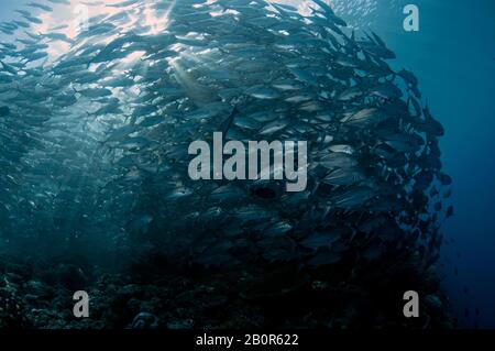 Baitball of Schooling bigeye trevallies, Caranx sexfasciatus, Sipadan Island, Malaysia Stockfoto