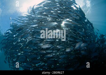 Baitball of Schooling bigeye trevallies, Caranx sexfasciatus, Sipadan Island, Malaysia Stockfoto