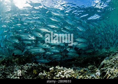 Baitball of Schooling bigeye trevallies, Caranx sexfasciatus, Sipadan Island, Malaysia Stockfoto