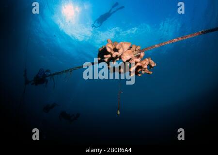 Weiche Korallen, Familie Alcyoniiiden, wächst an einem Unterwasserseil, Sipadan Island, Malaysia Stockfoto