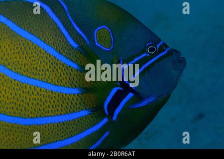 Blauring Engelfisch, Pomacanthus annularis, Sipadan Island, Malaysia Stockfoto