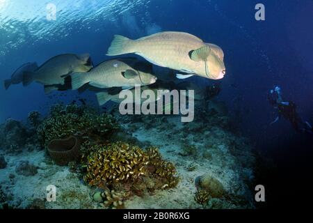 Aggregation von grünen Buckelkopfparrotfischen, Bolbometopon muricatum, Sipadan Island, Malaysia Stockfoto