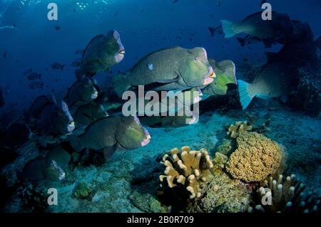 Aggregation von grünen Buckelkopfparrotfischen, Bolbometopon muricatum, Sipadan Island, Malaysia Stockfoto