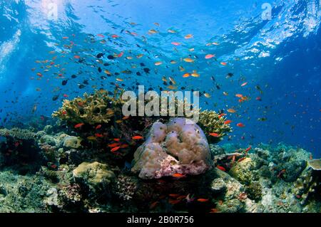 Hohe Biodiversität eines tropischen Korallenriffs auf der Insel Sipadan, Malaysia Stockfoto