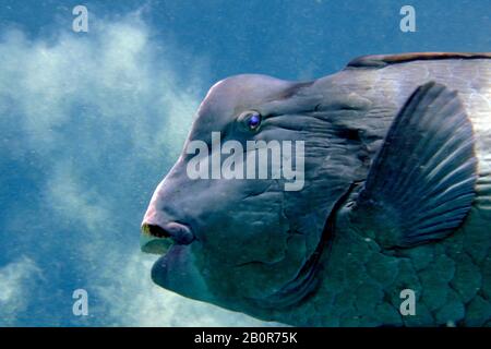 Humphead Parrotfish, Bolbometopon muricatum, Sipadan Island, Malaysia Stockfoto