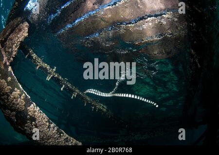 Gelber Meereskrait, Laticauda colubrina, schwimmt unter einem Pier, Kapalai, Malaysia Stockfoto