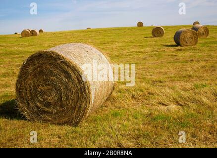Rundes Heuballen auf einem Hügel im Feld von frisch geschnittenem Gras, Suffolk, England, Großbritannien Stockfoto