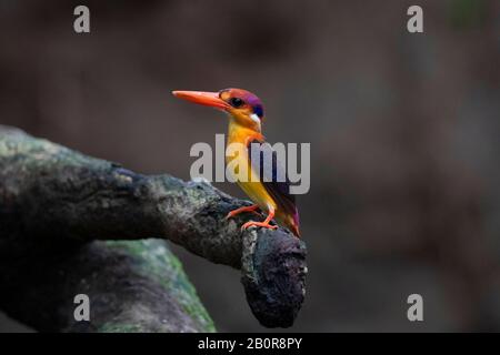 Orientalischer Zwergkönigsvogel, Ceyx erithaca, Thane, Mumbai, Maharashtra, Indien Stockfoto