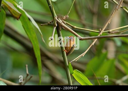 White Browed Piculet, Sasia ochracea, Garbhanga Forest Reserve, Guwahati, Assam, Indien Stockfoto