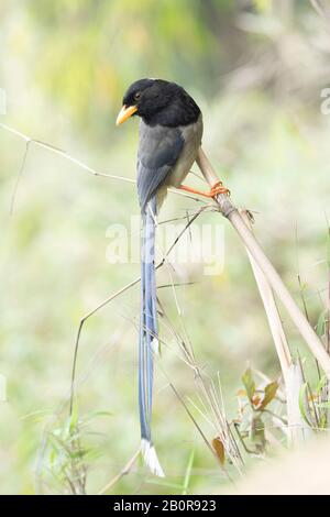 Yellow Billed Magpie, Pica Nuttalli Neora Valley National Park, Kalimpong, Westbengalen, Indien Stockfoto