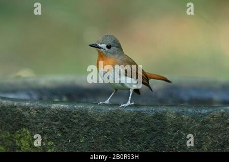 Blau-kehlig-blauer Flycatcher, Cyornis rubeculoides, Salim Ali Bird Sanctuary, Thattekad, Kerala, Indien Stockfoto