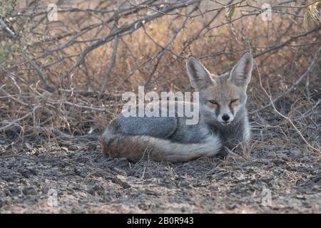 Wüstenfuchs, Vulpes zerda, Kleine Rann von Kutch, Gujarat, Indien Stockfoto