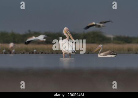 Großer weißer Pelikan, Pelecanus onocrotalus, Kleiner Rann von Kutch, Gujarat, Indien Stockfoto