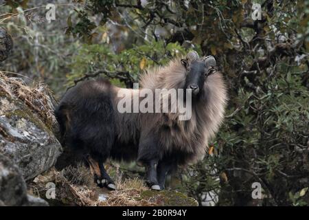 Himalaya-Thar, Hemitragus jemlahicus, Kedarnath Wildlife Sanctuary, Chopta, Uttarakhand, Indien Stockfoto