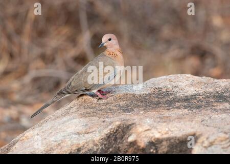 Laughing Dove, Spilopelia senegalensis, Daroji Sloth Bear Sanctuary, Hampi, Karnataka, Indien Stockfoto