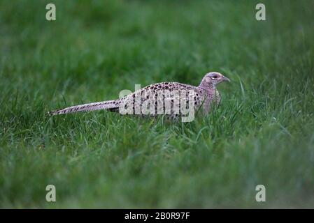 Weibliche Fasan auf Wiese. Seitenansicht. Stockfoto