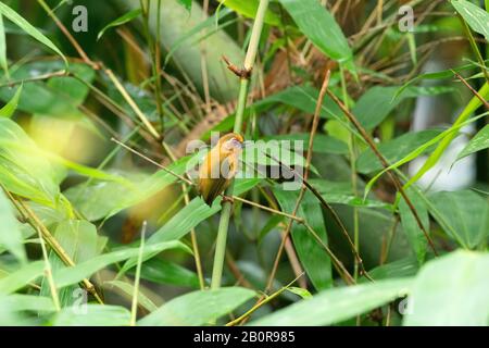 White Browed Piculet, Sasia ochracea, Garbhanga Forest Reserve, Guwahati, Assam, Indien Stockfoto