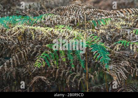 Einige grüne Farne zwischen braun gefärbten im Herbst. Stockfoto