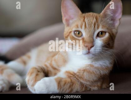 Orange Tabby Kitten Stockfoto