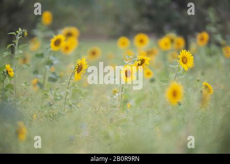 Sonnenblumen im Sommer auf dem Feld. Stockfoto