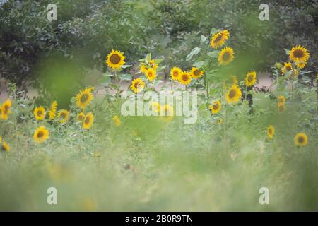 Sonnenblumen im Sommer auf dem Feld. Stockfoto