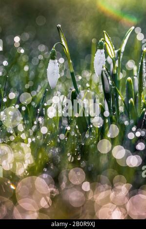 Schneefälle im Gras mit Bokeh-Tau am frühen Morgen Stockfoto