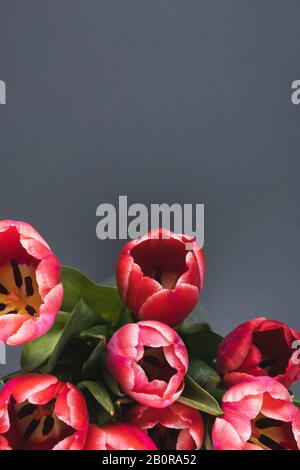 Rote Tulpen auf dunkelgrauem Hintergrund. Schöner Hintergrund für den internationalen Frauentag Stockfoto