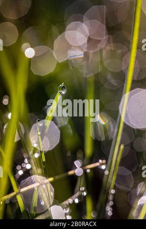 Tau fällt auf grünem Gras mit morgendlichem Bokeh Stockfoto