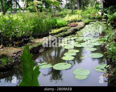 Landschaftsgarten mit einem Teich, der mit Seerosenblättern gefüllt ist Stockfoto