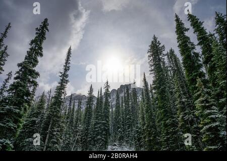 Sonnenlicht auf schneebedecktem Kiefernwald mit Berg im Nationalpark im Winter Stockfoto