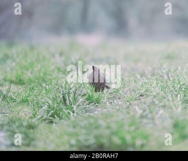 Weiblicher Fasan im Morgengrauen auf der Wiese. Stockfoto