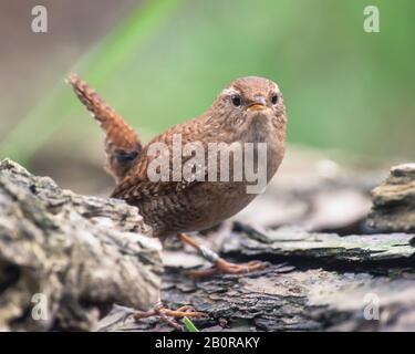 Cettis Warbler thront auf Waldgrund. Stockfoto