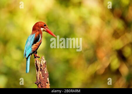 Weißer Reihiger Kingfisher, Halcyon smyrnensis, Ganeshgudi, Karnataka, Indien Stockfoto